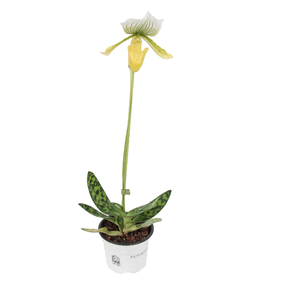 Орхидея Пафиопедилум Эмма